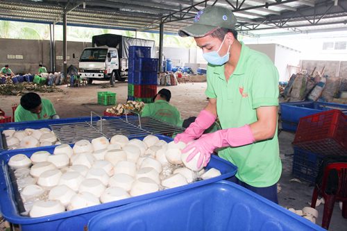 fresh coconut exporters