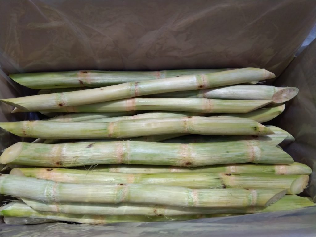 Fresh sugarcane stick